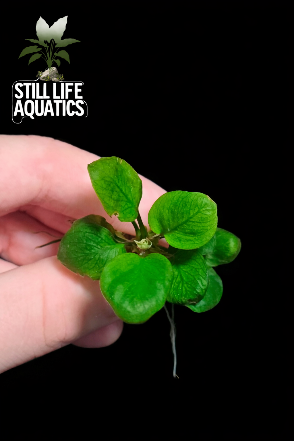 Anubias barteri 'Coin'