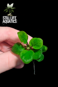 Anubias barteri 'Coin'
