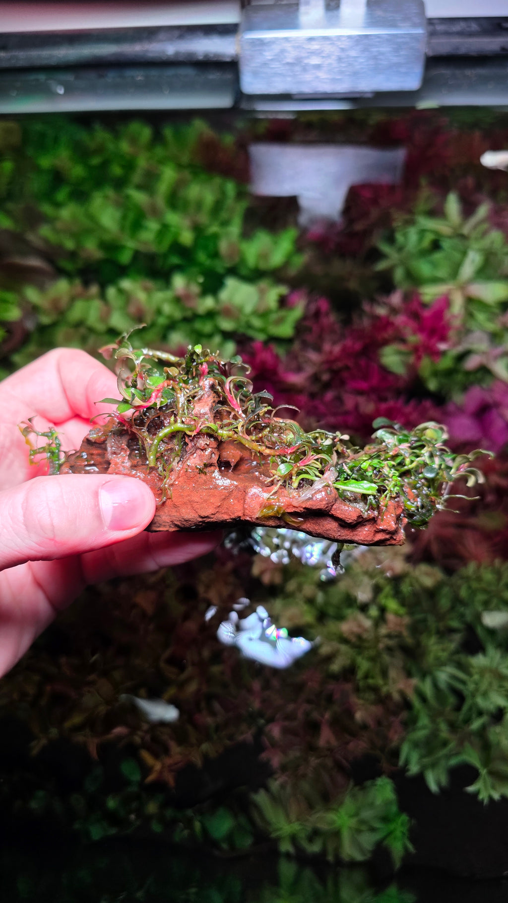 Bucephalandra Mini Phantom On Dragon Stone Lot 1