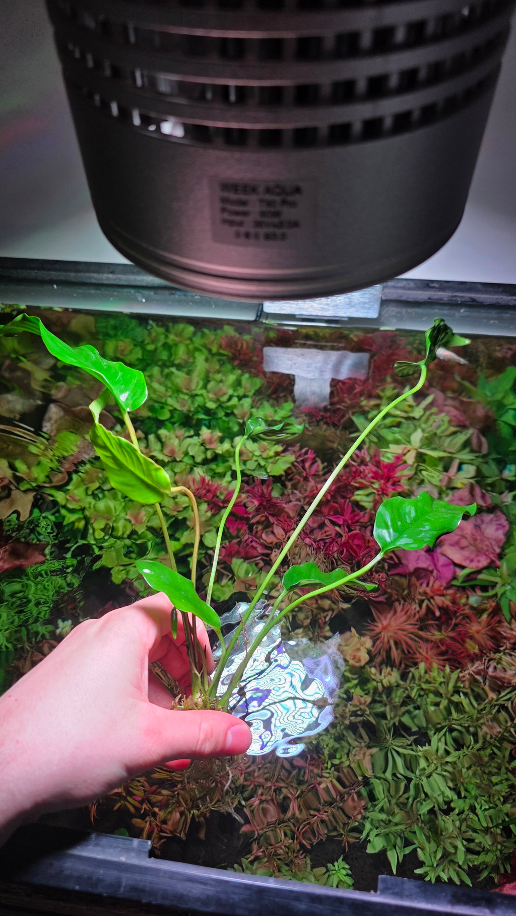 Extra Large Assorted Anubias
