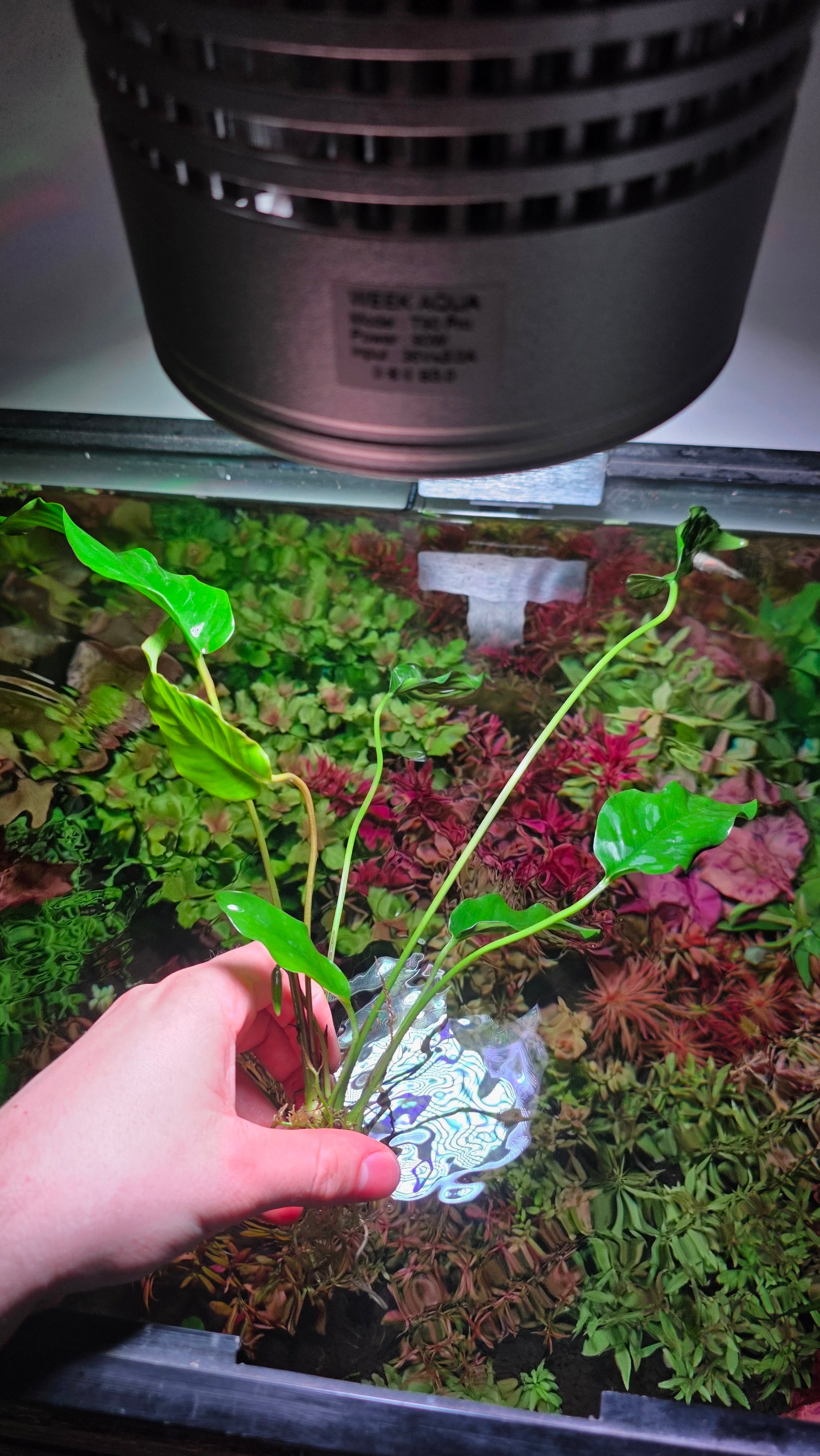 Extra Large Assorted Anubias
