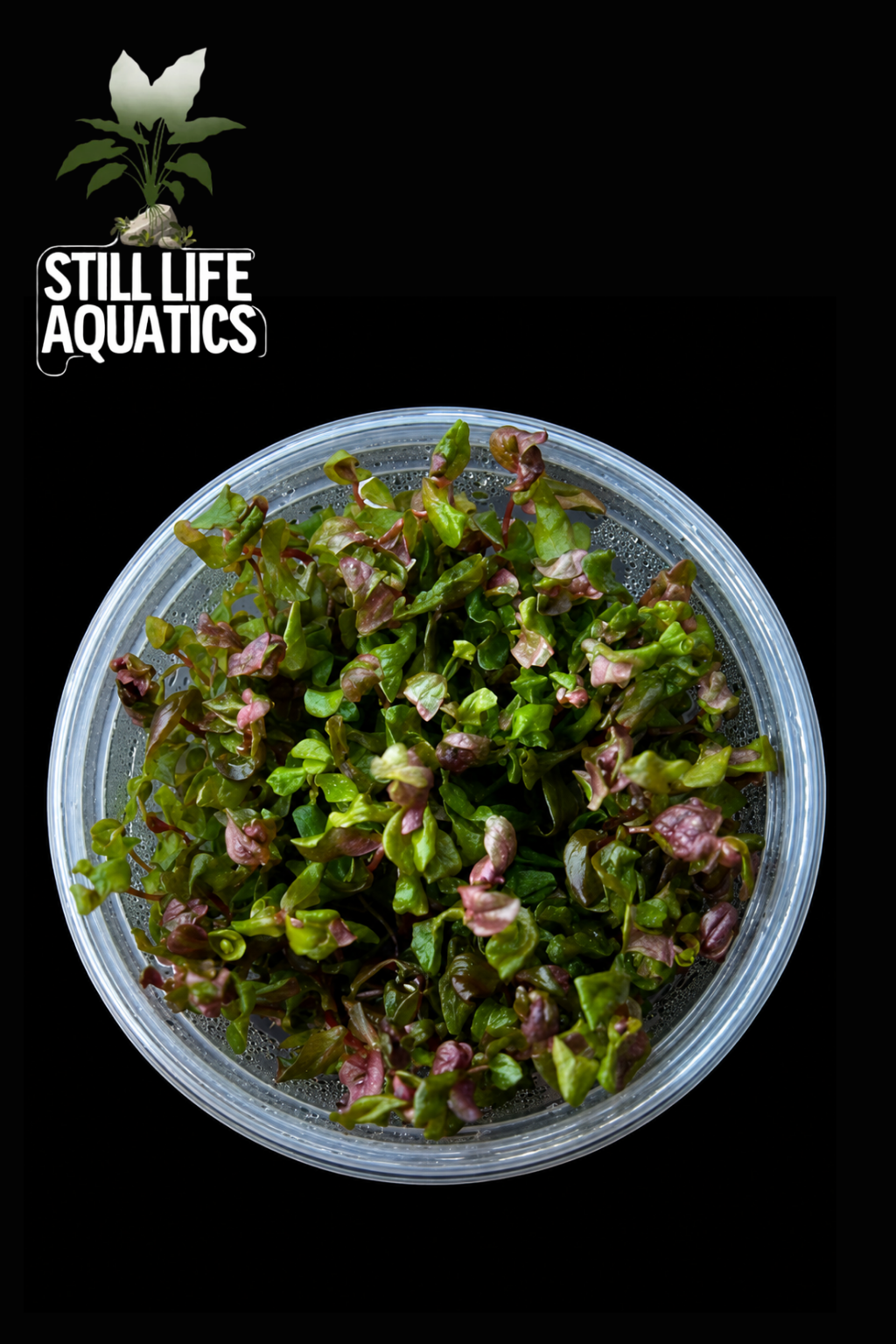 Rotala macrandra Tissue Culture