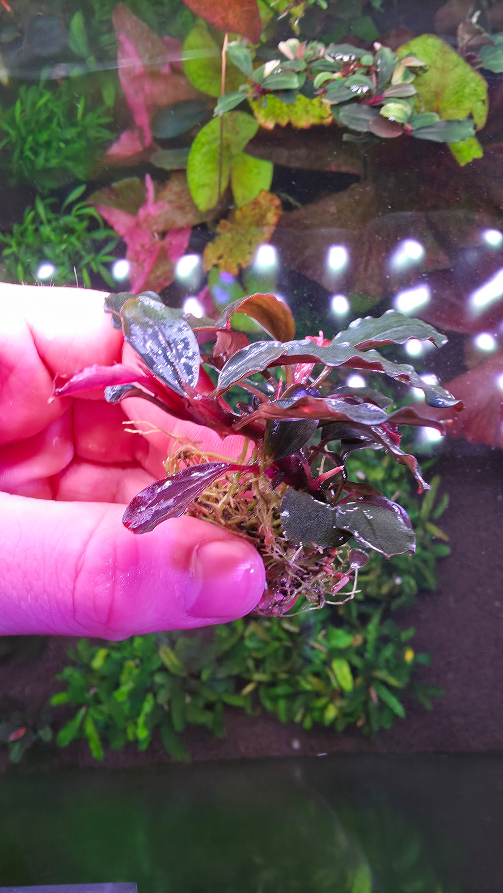 Bucephalandra"Red Marble" Clump