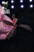 Bucephalandra "Kedagang" Premium Collectors Piece