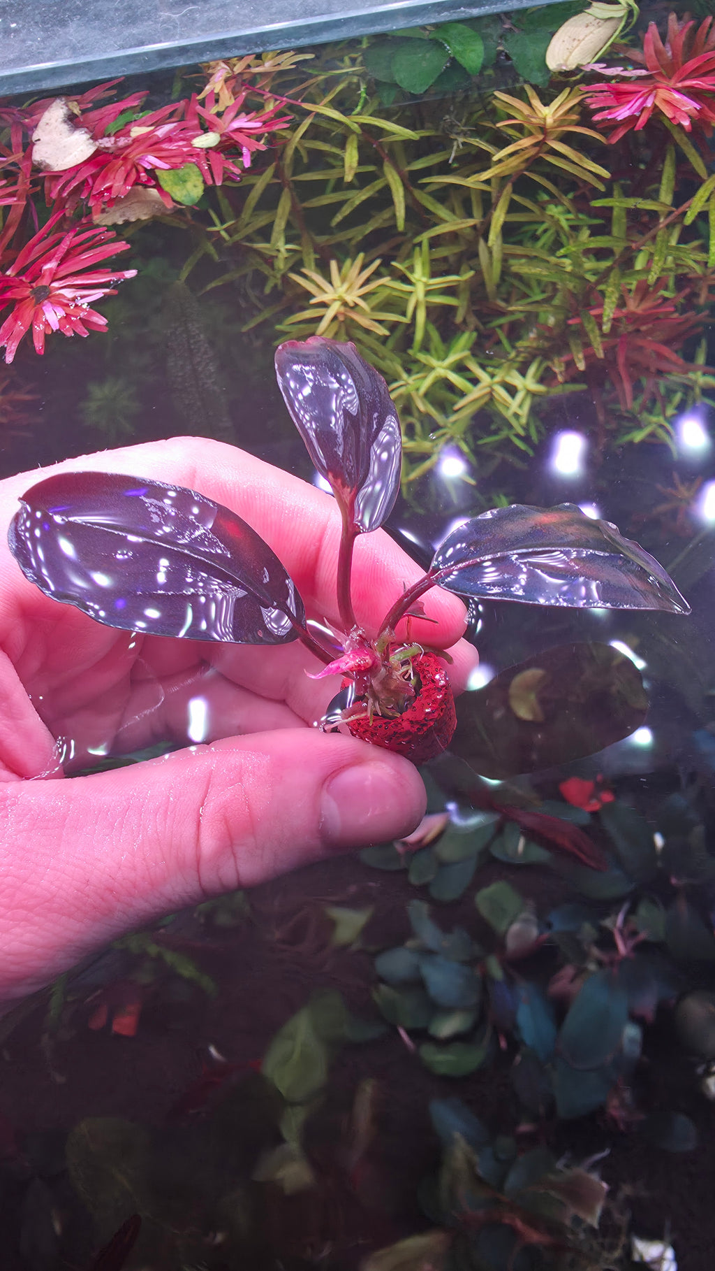 Bucephalandra Moonlight