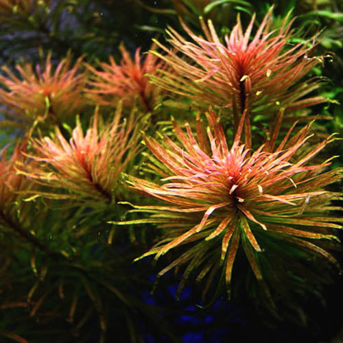Ludwigia Inclinata 'Cuba'