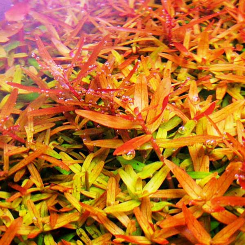 Rotala 'Orange Juice'