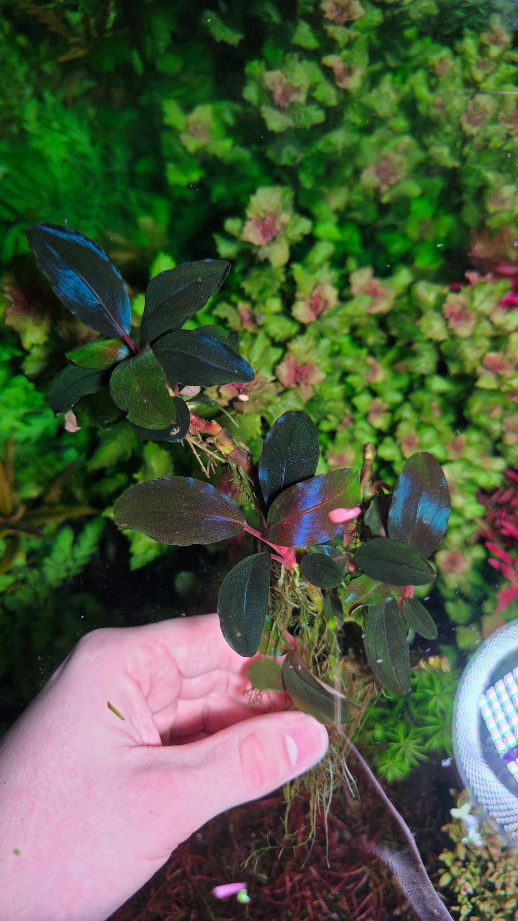 XXL Bucephalandra Violet Blossom Clump