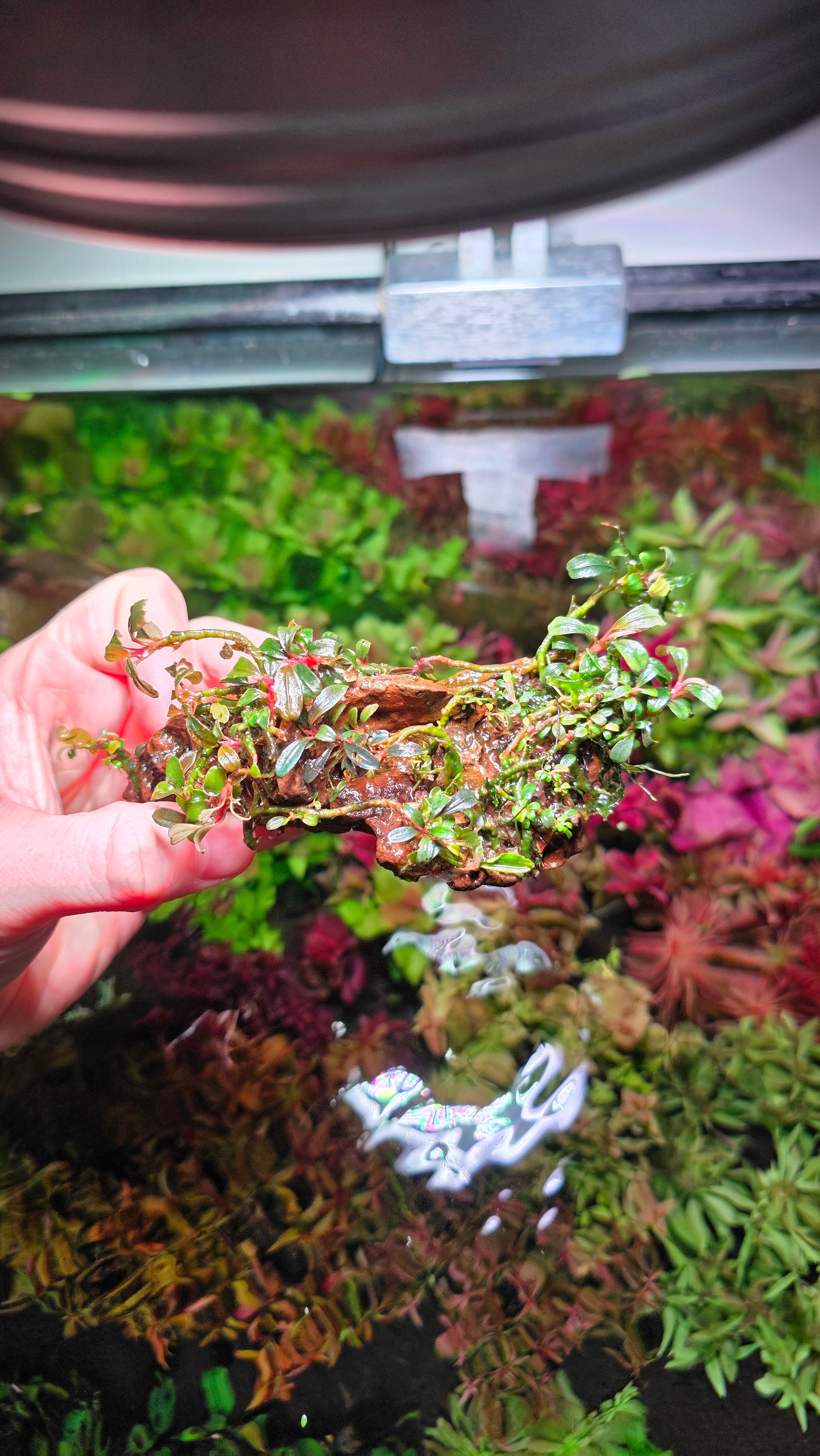 Bucephalandra Mini Phantom On Dragon Stone Lot 1