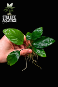 Assorted Anubias
