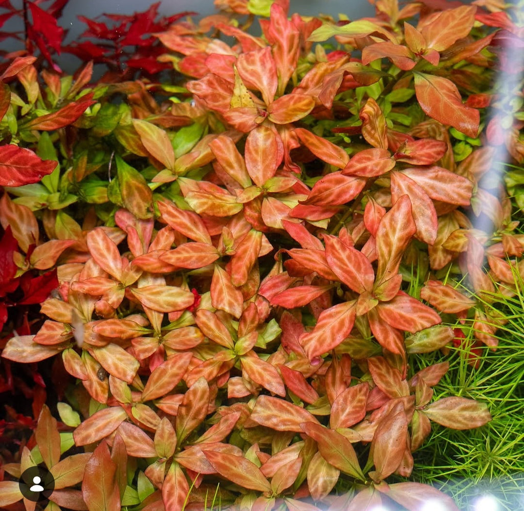 Ludwigia Atlantis 'Dark Orange'