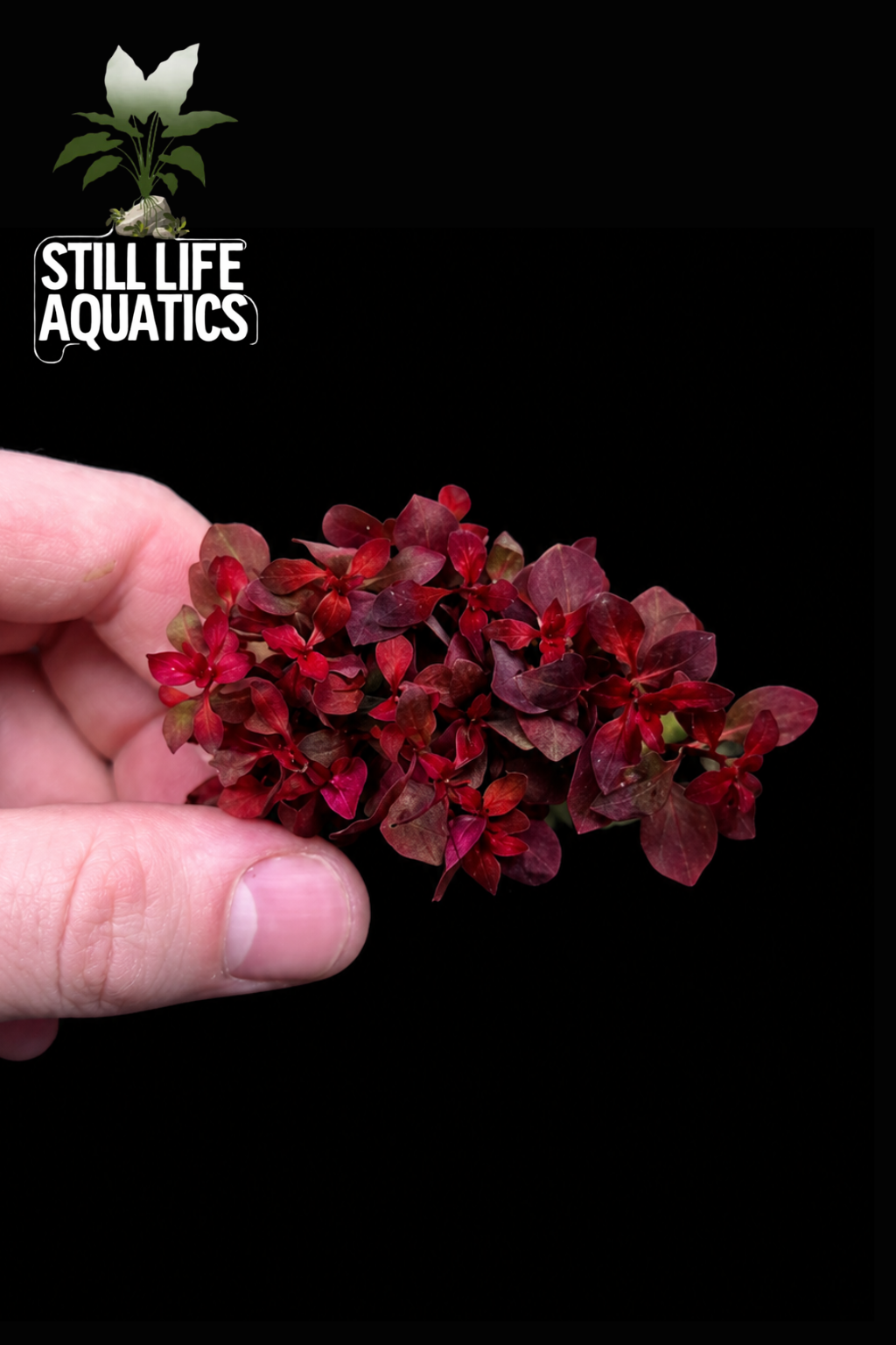 Ludwigia palustris 'Super Mini Red'