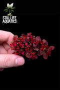 Ludwigia palustris 'Super Mini Red'