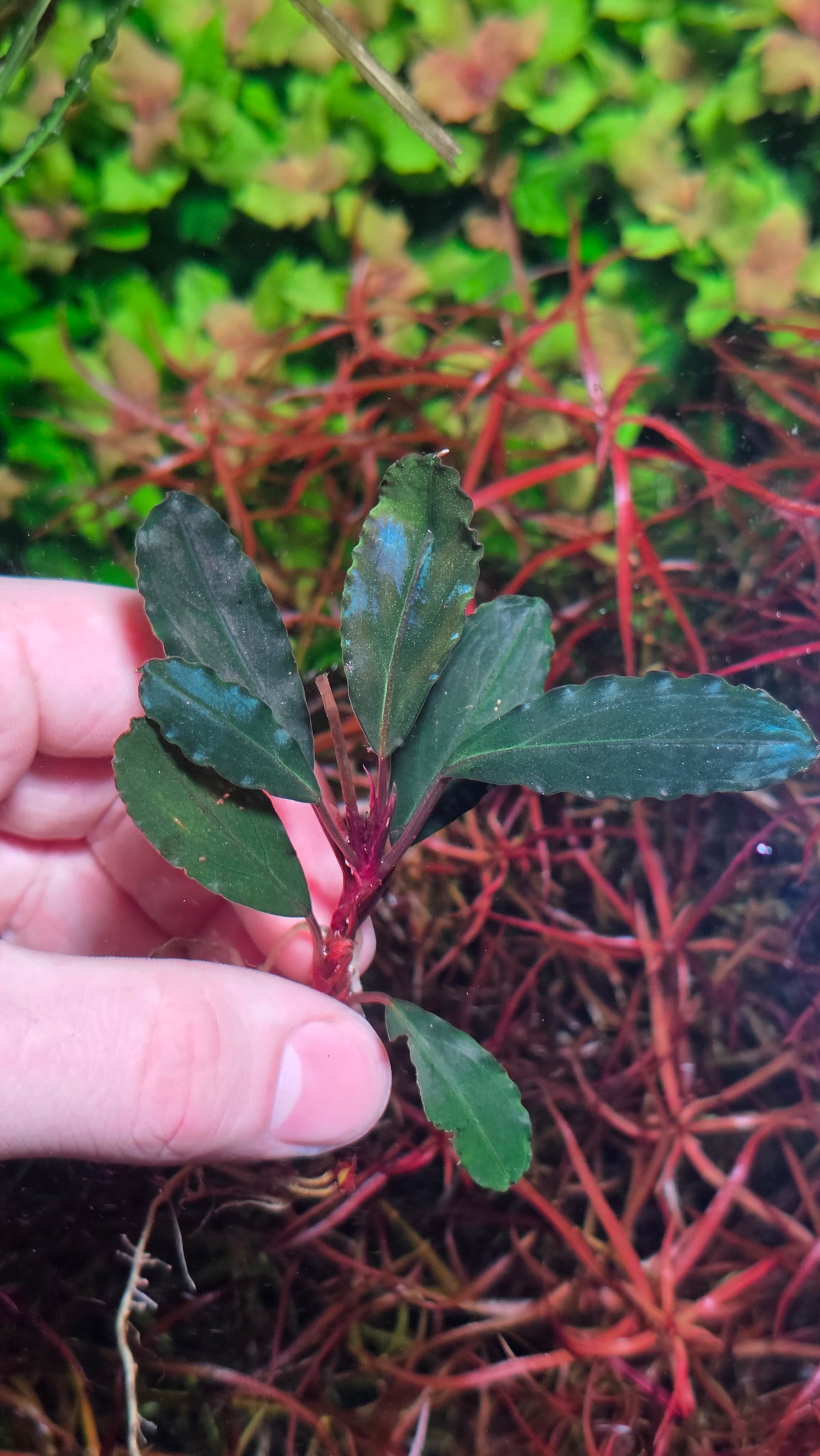 Bucephalandra Black Ventii