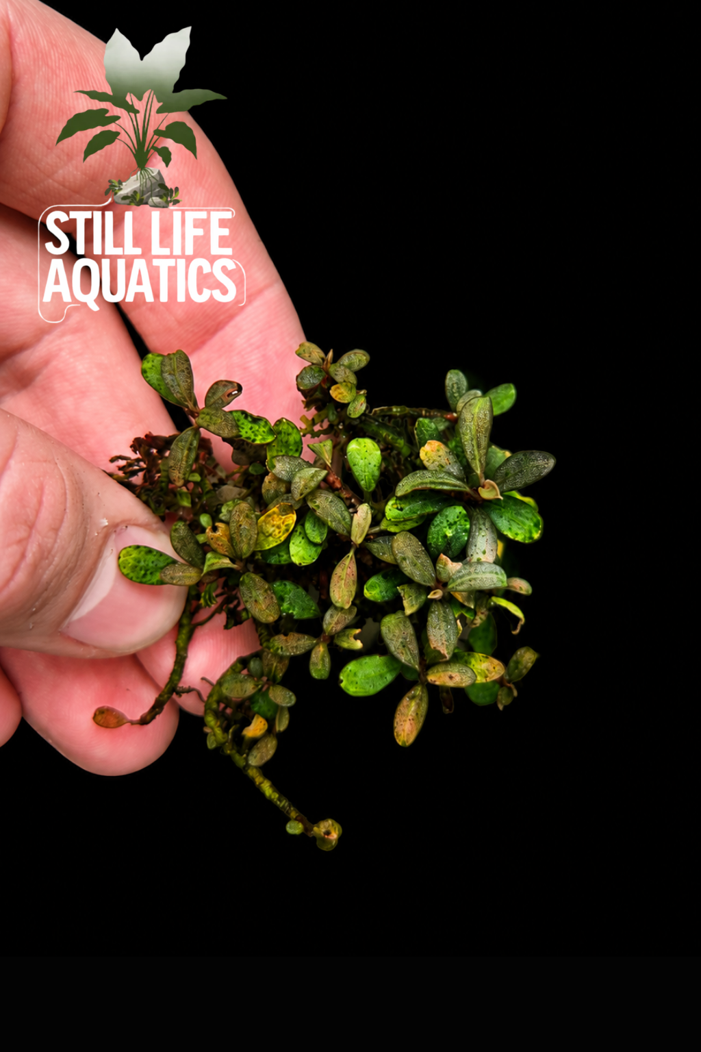 Bucephalandra 'Mini Rice' Clump