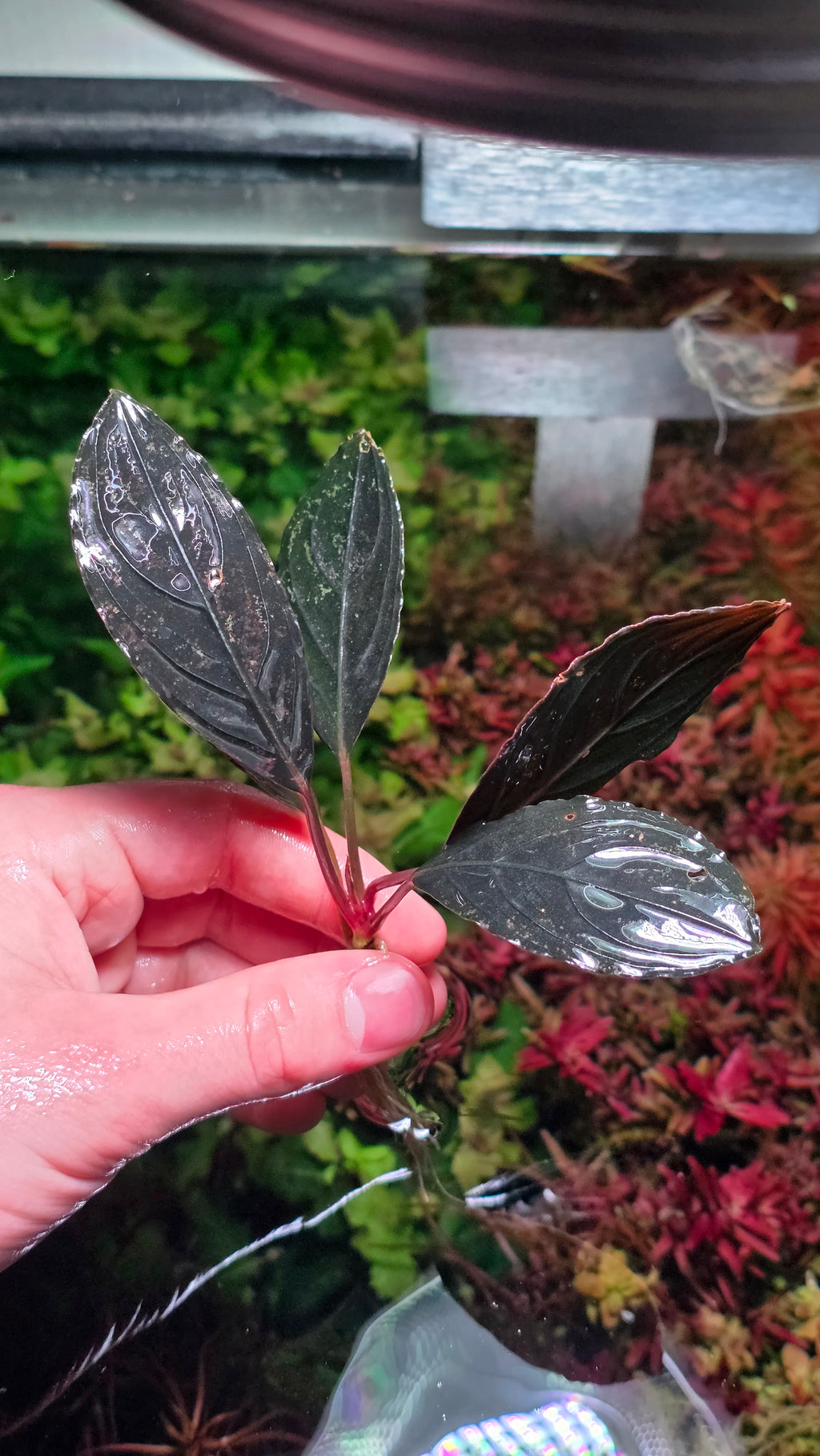 Rare Bucephalandra Dark Skeleton King