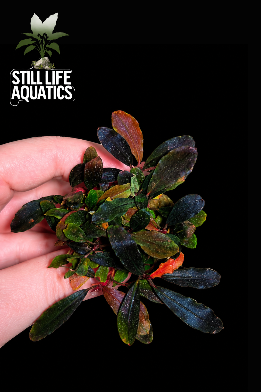 Bucephalandra Brownie Ghost 2011 Clump