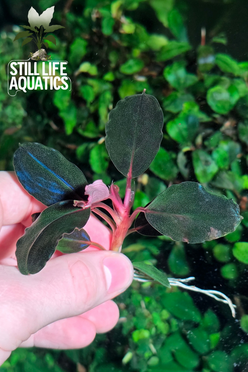 Bucephalandra Moonlight (Best Seller)