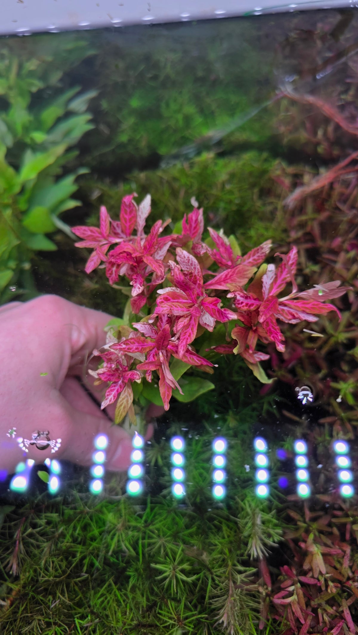 Hygrophila Rosanervig