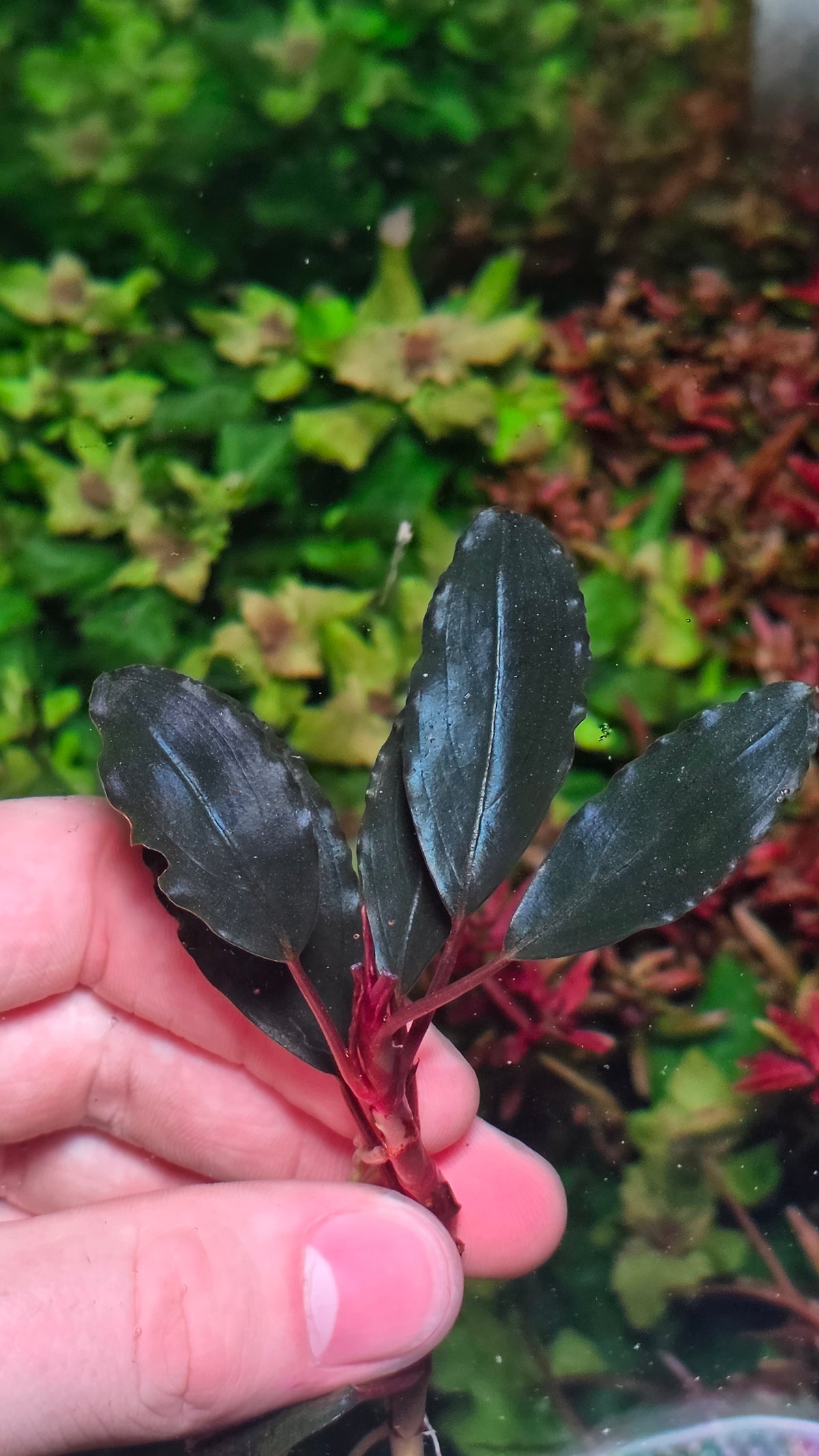 Bucephalandra Red Theia