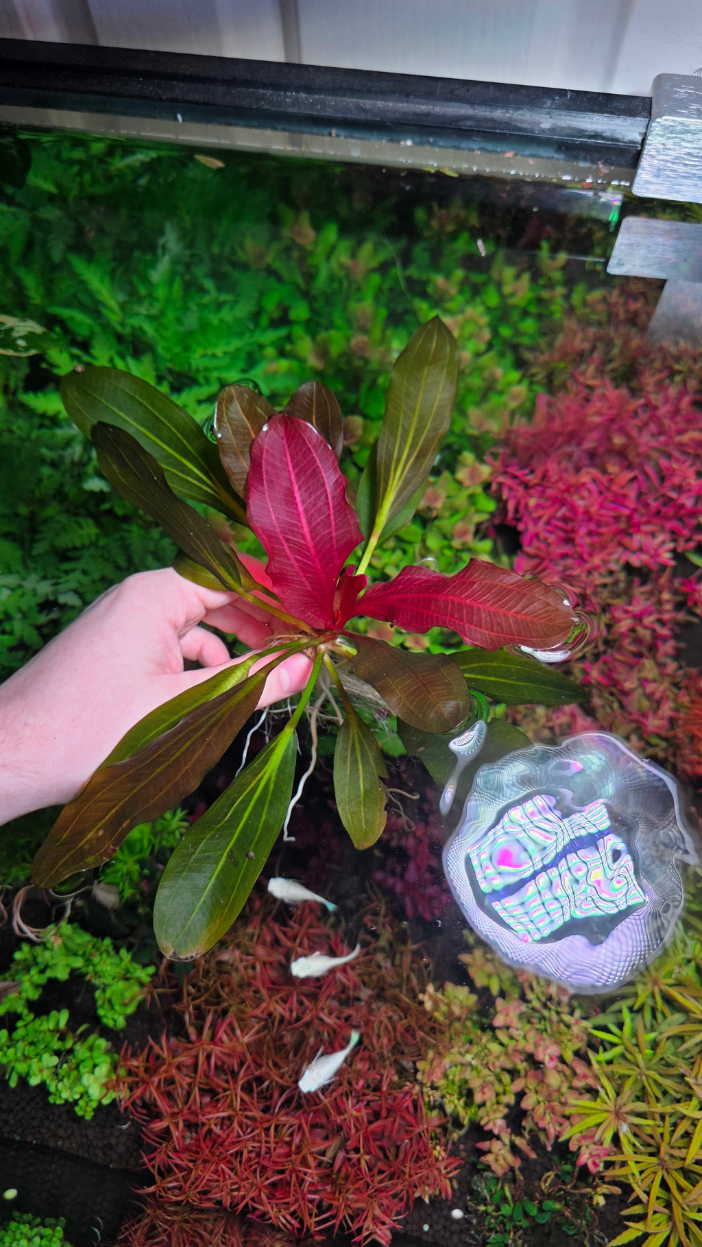 XL Echinodorus 'Deep Purple'
