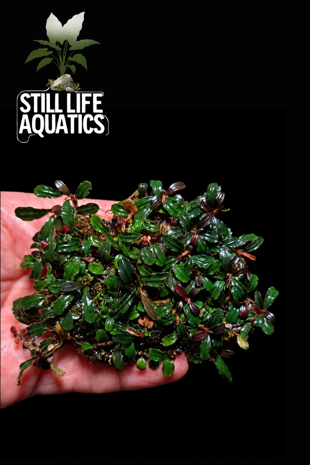 Bucephalandra 'Super Mini Phantom' clump