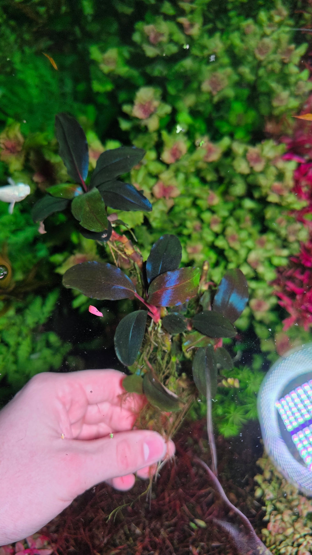 XXL Bucephalandra Violet Blossom Clump