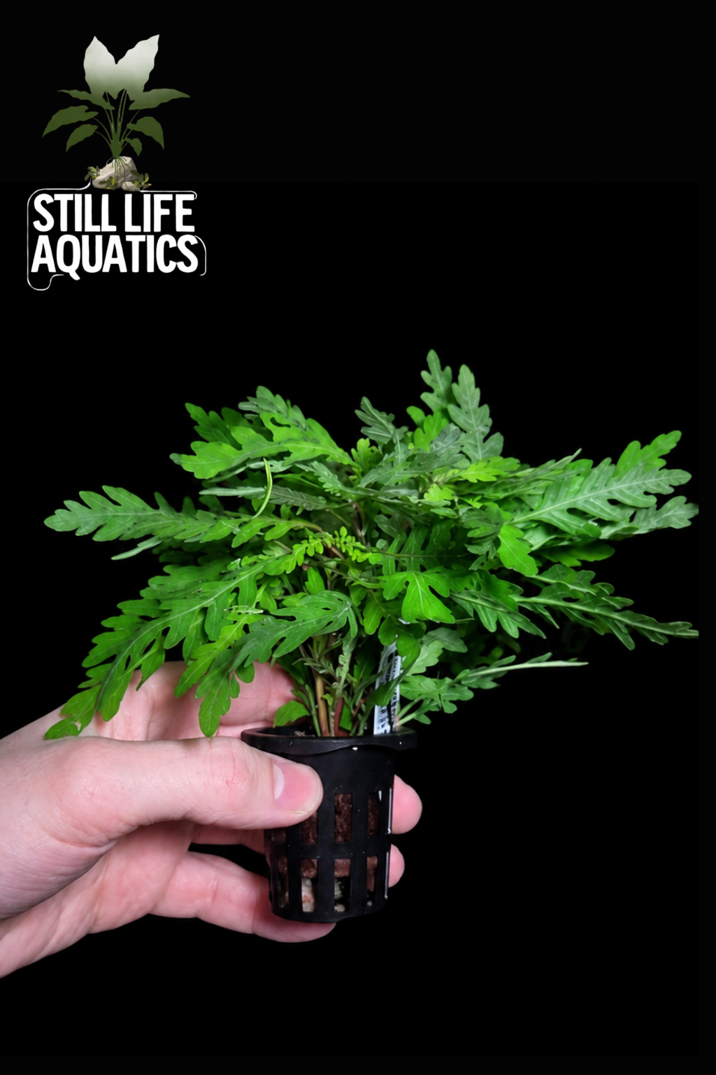 Hygrophila Pinnatifida