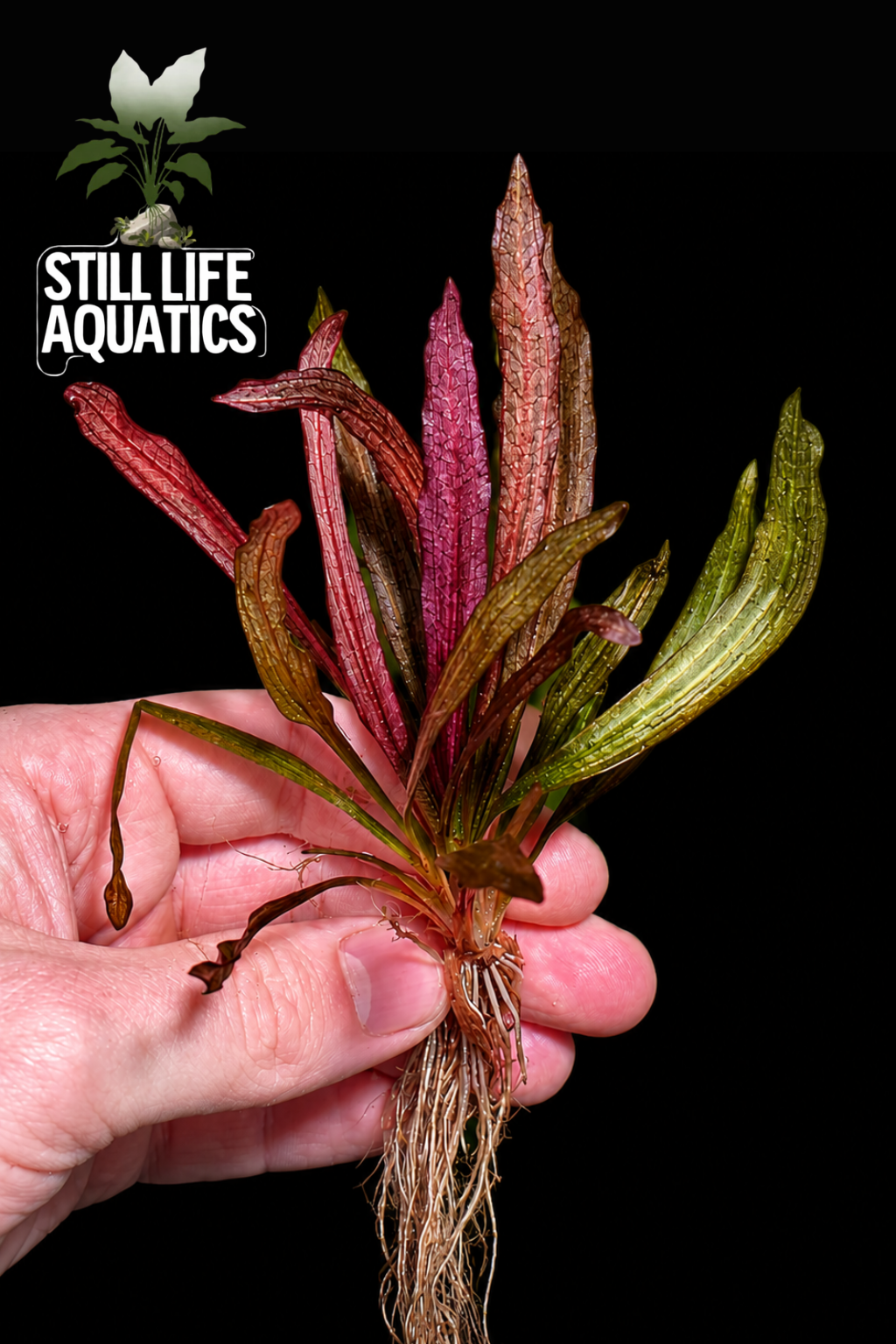 Echinodorus  'Pink Miracle'