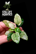 High Grade Anubias Pinto