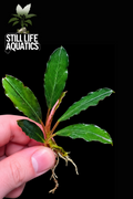 Bucephalandra 'Red Under'