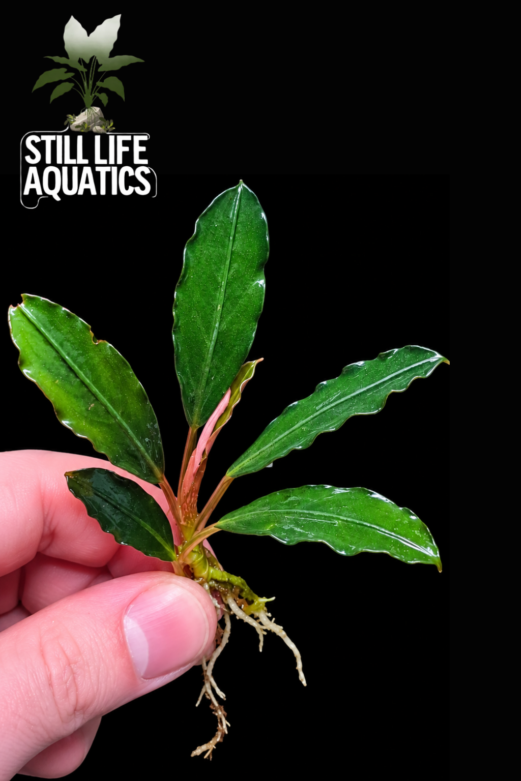 Bucephalandra 'Red Under'