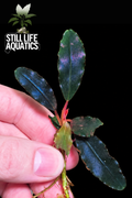 Bucephalandra Upper Ghost