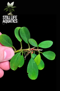 Bucephalandra 'Melon'