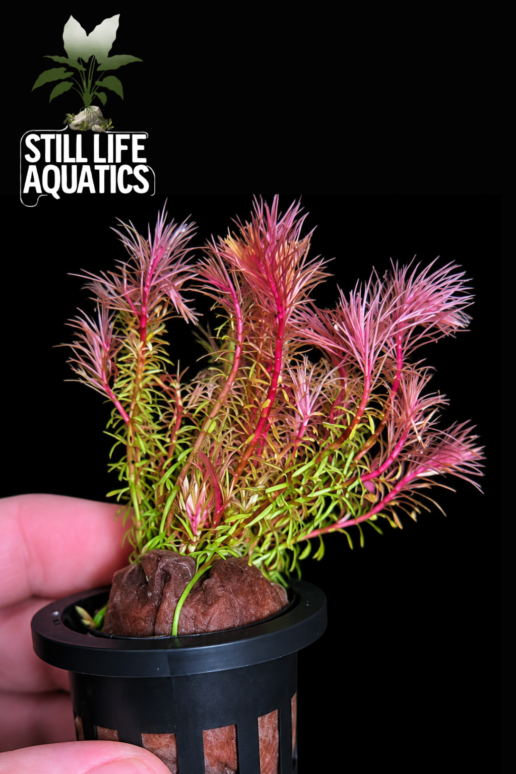 Myriophyllum Guyana