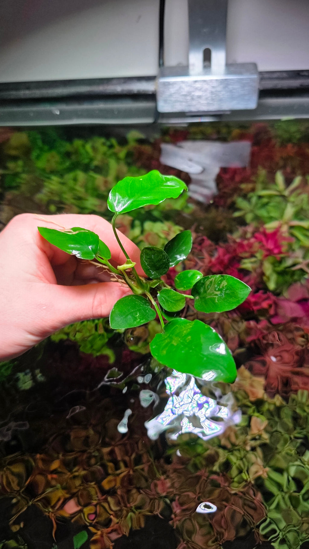 Assorted Anubias