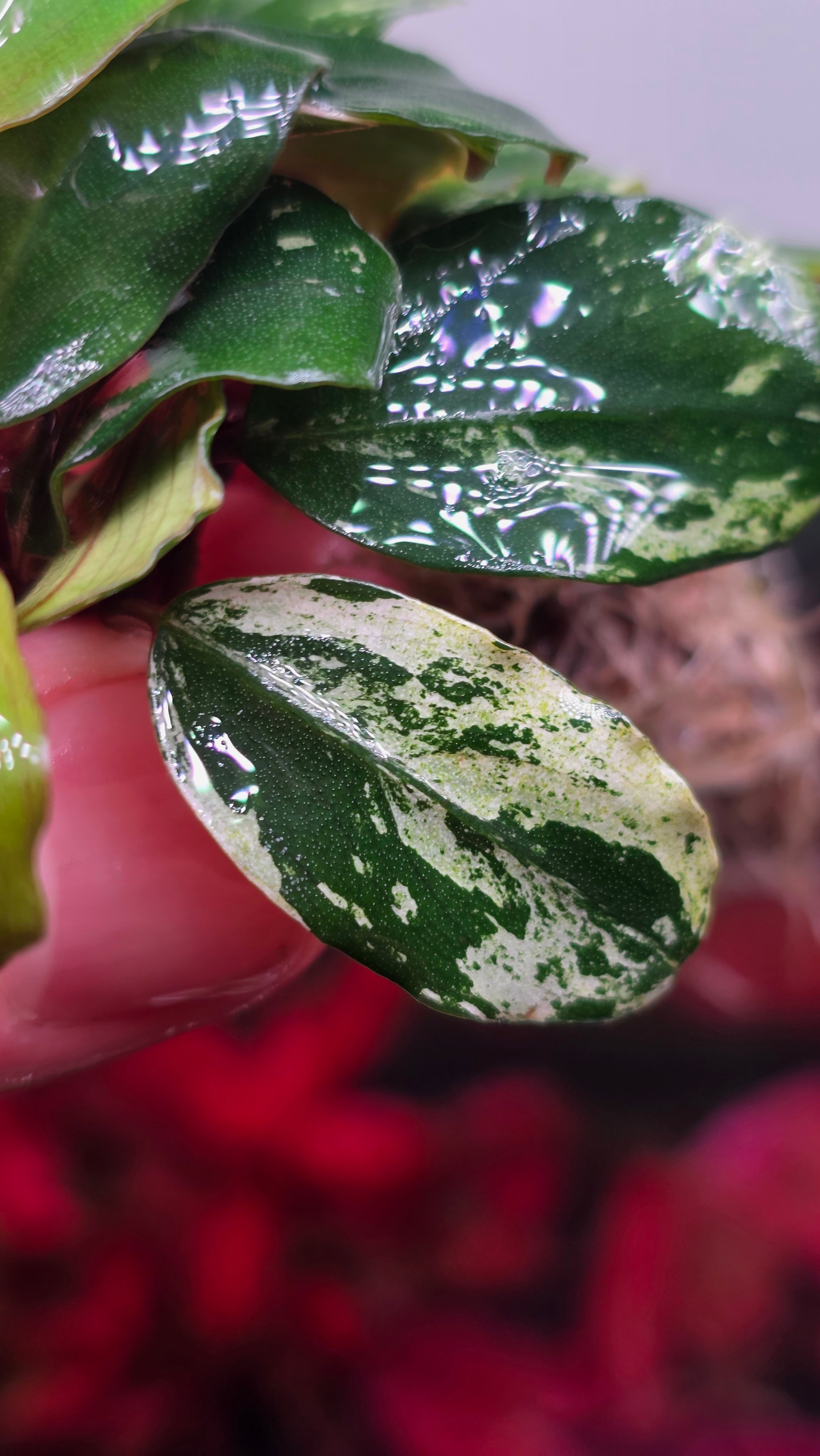 Bucephalandra 'Varigated Neo' Clump