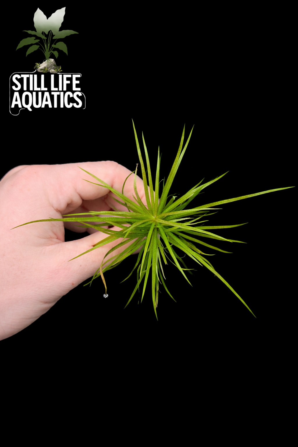 Blyxa japonica