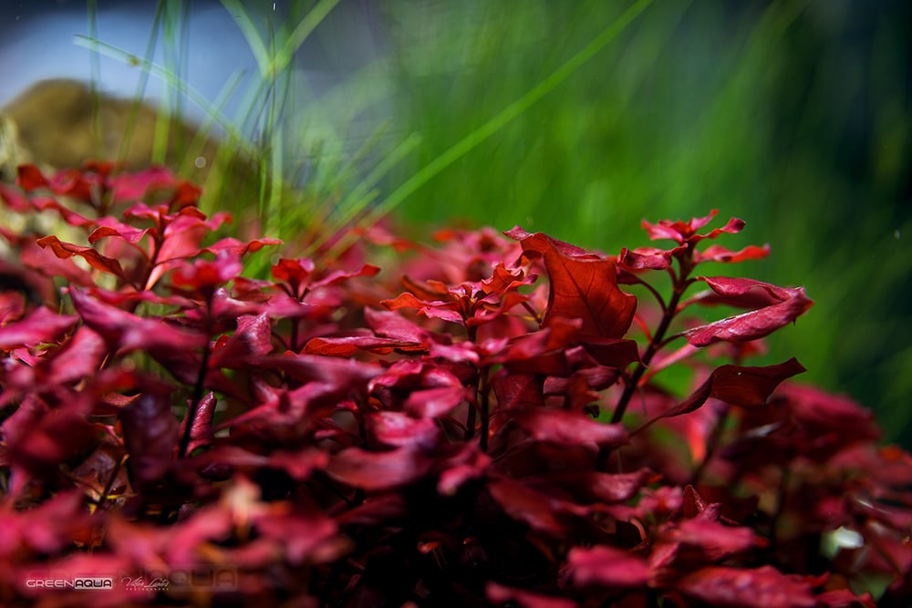 Ludwigia palustris 'Super Mini Red'