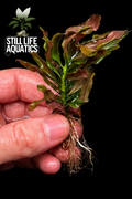 Ludwigia sphaerocarpa