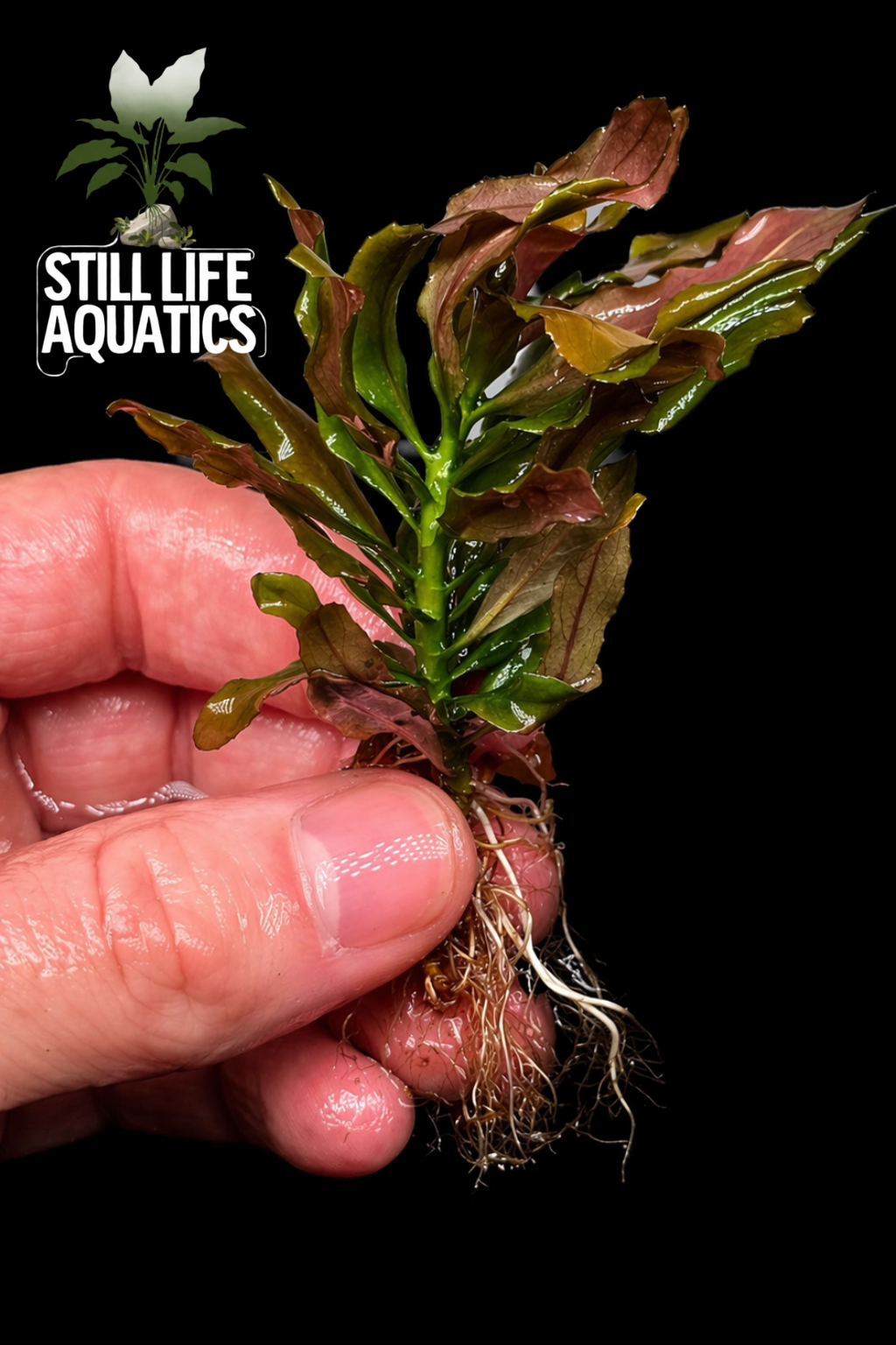 Ludwigia sphaerocarpa