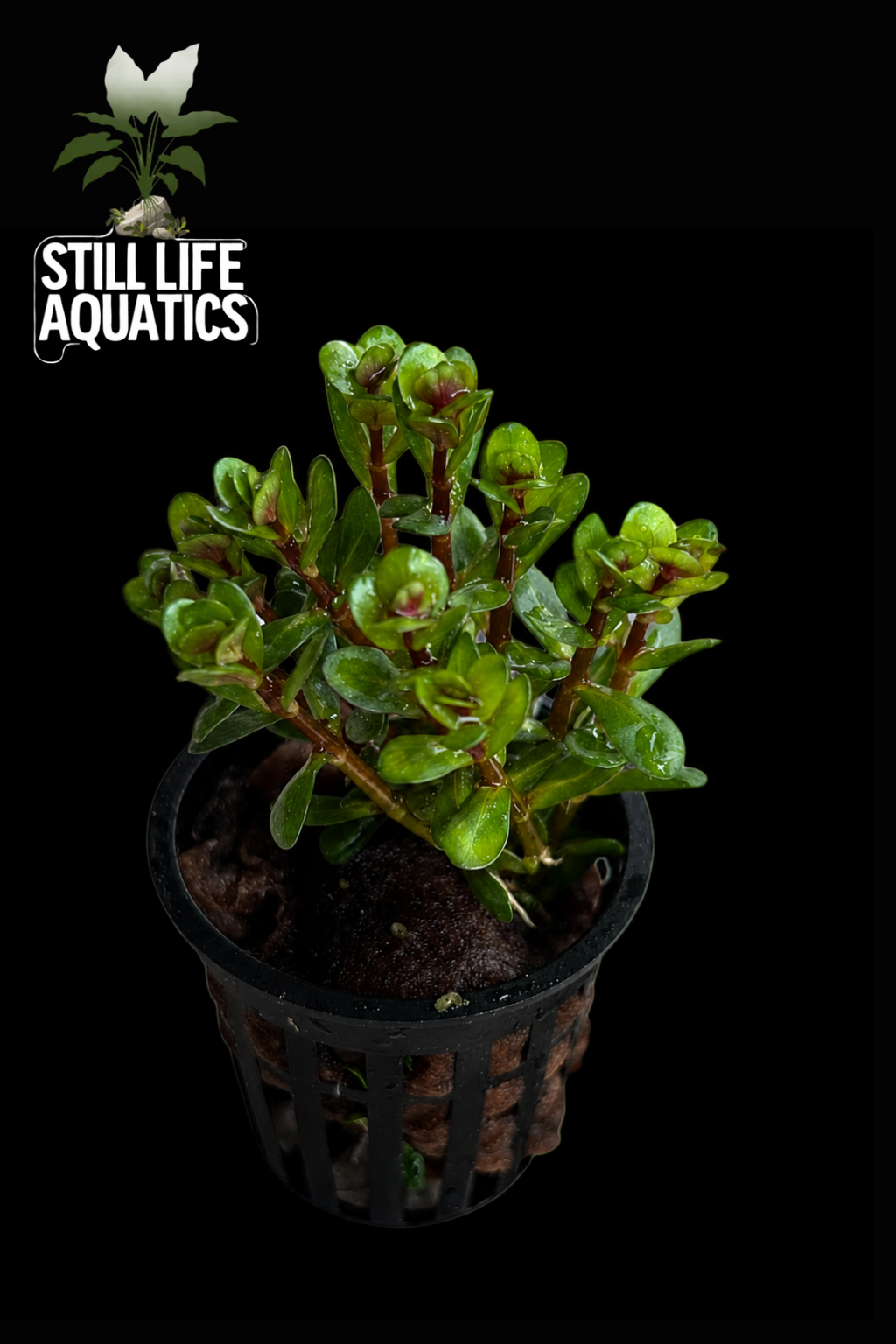 Rotala indica 'Bonsai'