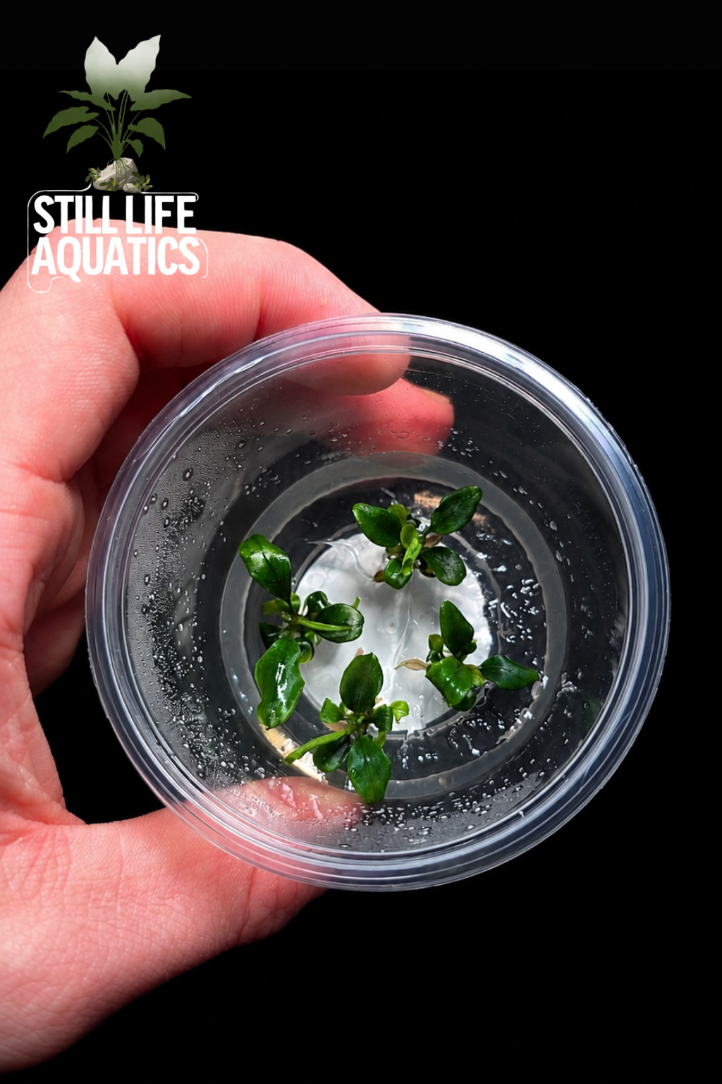 Bucephalandra Wavy Green TC