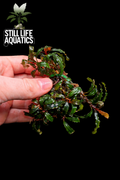 Bucephalandra "Dark Catherine" Clump
