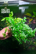 Bolbitis- Large Clump