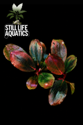 Bucephalandra Moonlight Clump