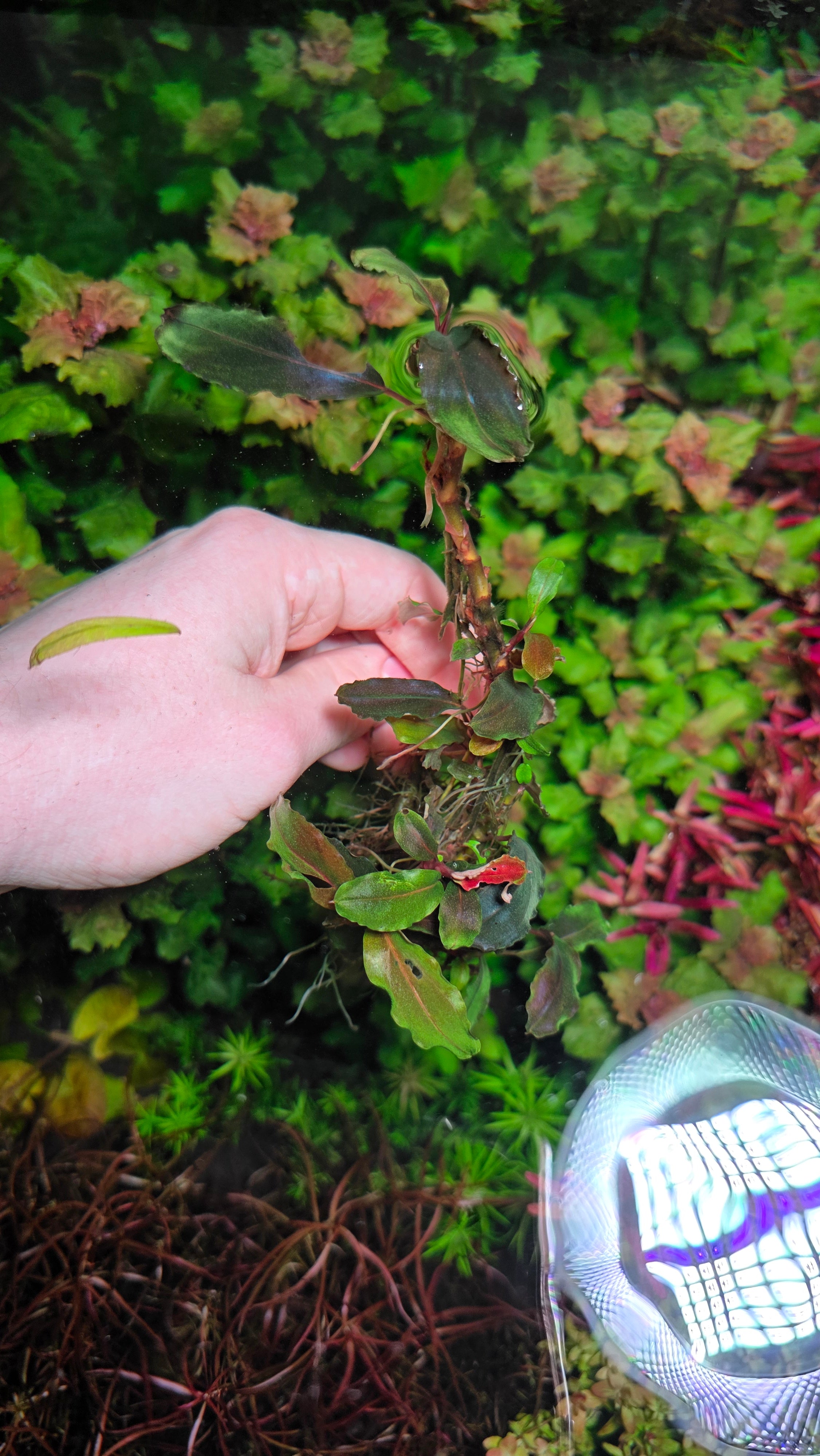 XL Bucephalandra Sekadau Clump