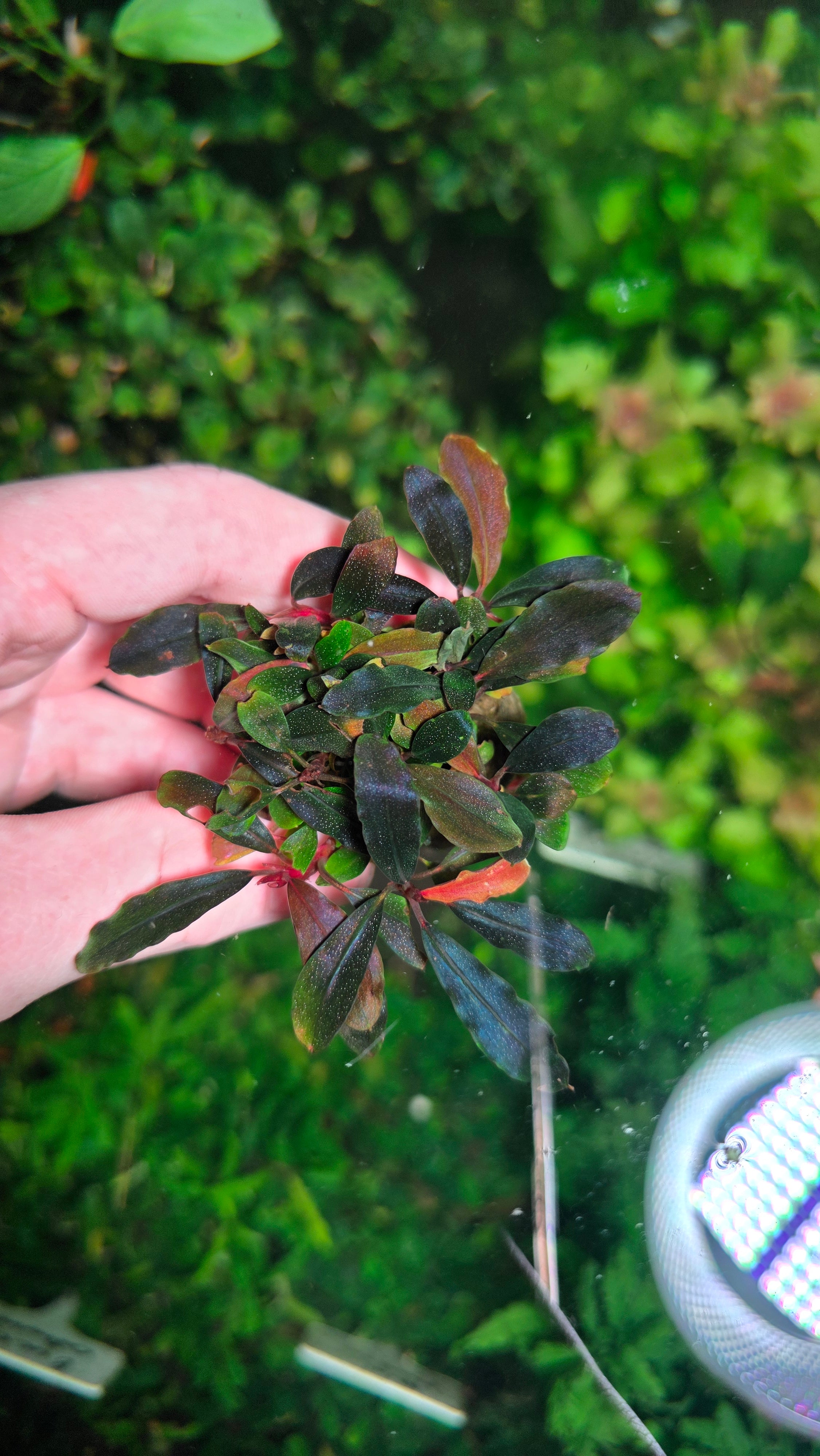 Bucephalandra – Still Life Aquatics