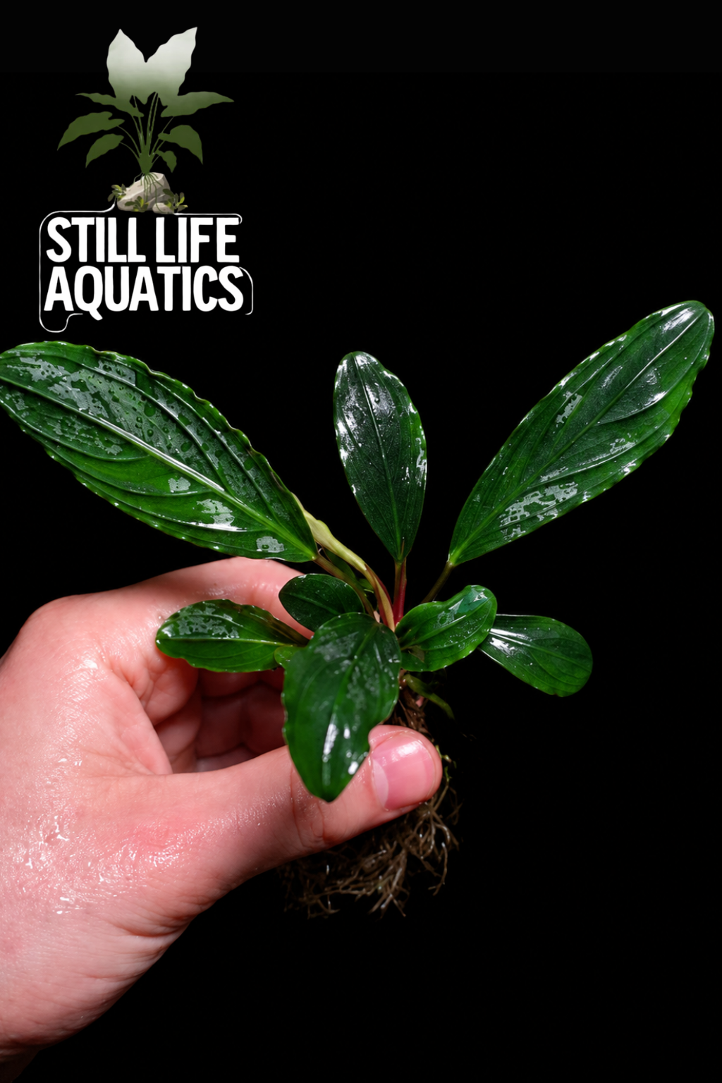 Bucephalandra Green Skeleton King - Extremely Rare