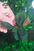 Bucephalandra "Helena"